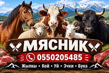 Услуги мясника/касатчы для забоя и разделки скота на выезде. Работаем at lalafo.kg Услуги мясника/касатчы для забоя и разделки скота на выезде. Работаем
