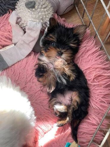 Psi: Yorkshire terijeri (Yorkie) – štenad Na prodaju preslatka štenad mini — 9