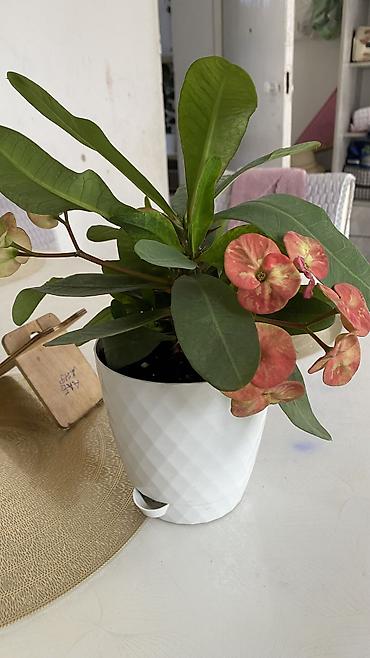 молочай цветок: Глоксиния комнатная в горшке (Gloxinia, Sinningia speciosa) - Крупные — 5