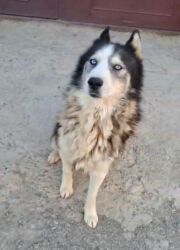 qeweng it adlari: Xaski, 1 il, Erkek, Ünvandan götürmə