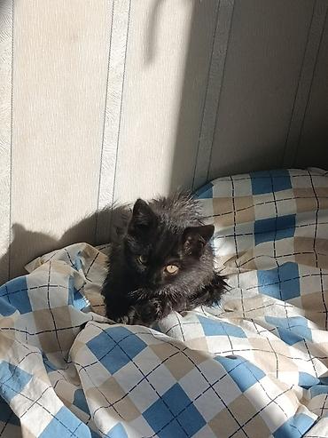 Кошка даром: Беспородная, 3 месяца, Девочка, Приучена к лотку