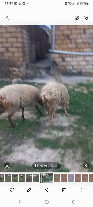 Qoyunlar, qoçlar: Salam heyavanlar satılır 3dənə balalı 1dənə tək 2si birinci qarın 2si — 1