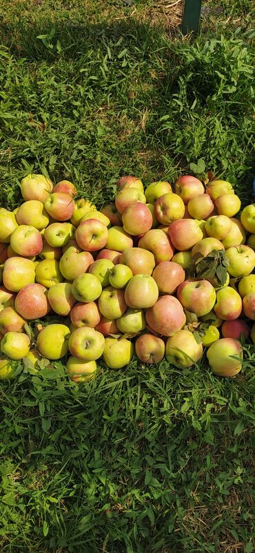 продам яблоки на переработку: Алмалар