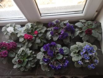 гирлянды на рамадан бишкек: Продаю фиалки есть детки