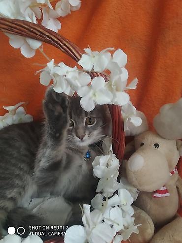 Отдам даром кошку: 3 месяца, Девочка — 3