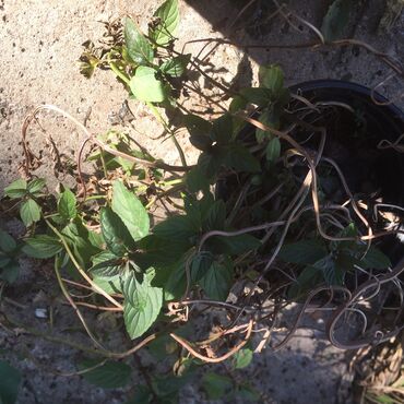 Ostale kućne biljke: Razno ne mrzne na lalafo.rs — 6 Ostale kućne biljke: Razno ne mrzne — 6