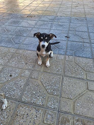 Zvonok, 3 ay, Erkək, Peyvəndli, Ödənişli çatdırılma
