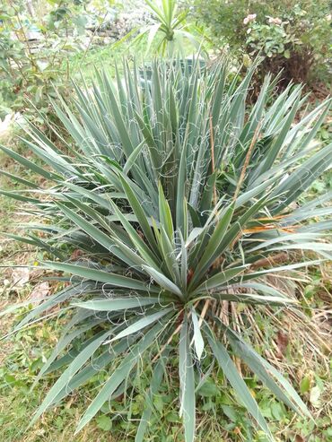 huawei p8 lite: Bastenska palma