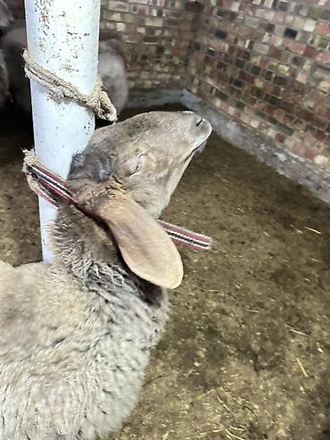 Баран, овца: Продаю | Овца (самка) | Для разведения | Племенные — 9