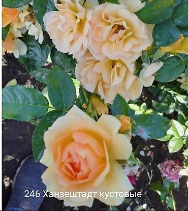 Rose saplings: Кустовые розы — сорта: - Э Шропшир Эд (№534): густомахровые — 32