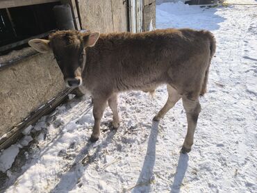 Коровы, быки: Продаю | Бык (самец) | На откорм | Привязанные — 7