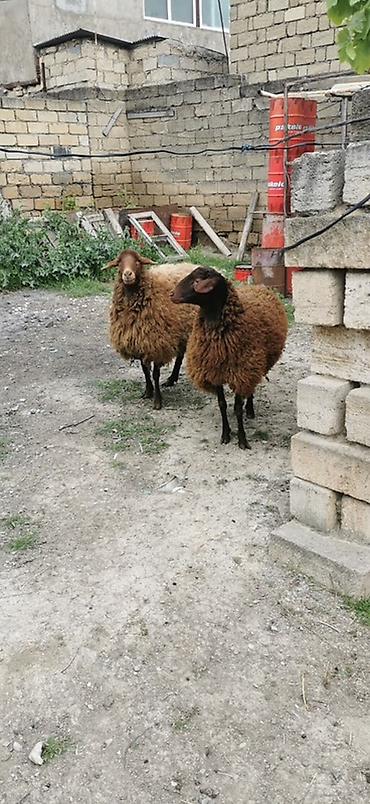 südlük inek satilir: Qoyunlar – yerli cins, qəhvəyi rəngli - Say: 2 baş 2 dişi Qala — 1