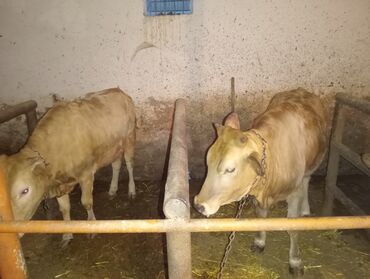 Digər kənd təsərrüfatı heyvanları: Danalar satılır.120-130 kqluqdurlar.3800 manat