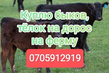 рабочий аттар: Куплю | Коровы, быки, Лошади, кони | На откорм, Самовывоз