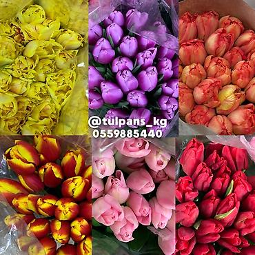 Цветы и букеты: СВЕЖИЕ тюльпаны к 8 Марта 🌷 Голландские луковицы 🇳🇱 | 40–50 см Опт и — 3