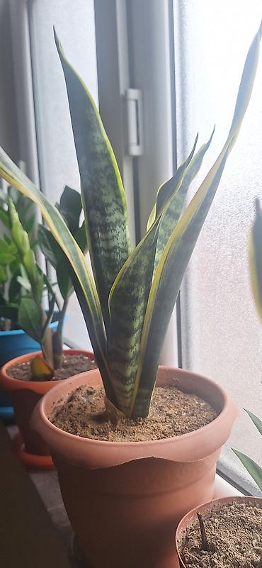 roza: Sansevieria (Qılınc gülü) Qiymet 8,10 manat — 2