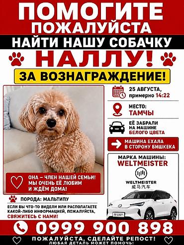 Иттер сатылат: 🚨 ПОМОГИТЕ, ПОЖАЛУЙСТА, НАЙТИ НАШУ СОБАЧКУ НАЛЛУ! 🚨 🐶 Кличка: Налла 🐾 — 1