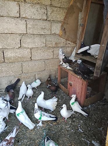 Голуби: Salam 80 dene olar quş var hem dekarativ hem uçan qusdar yaxşı dirakon — 5