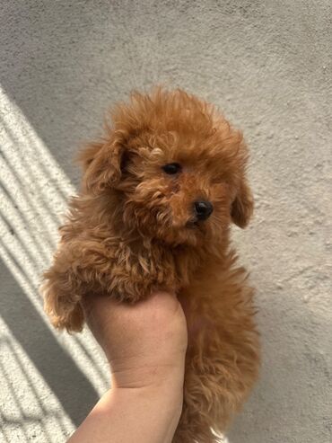 İtlər: Pudel, 2 ay, Erkek, Peyvəndli, Pulsuz çatdırılma — 18