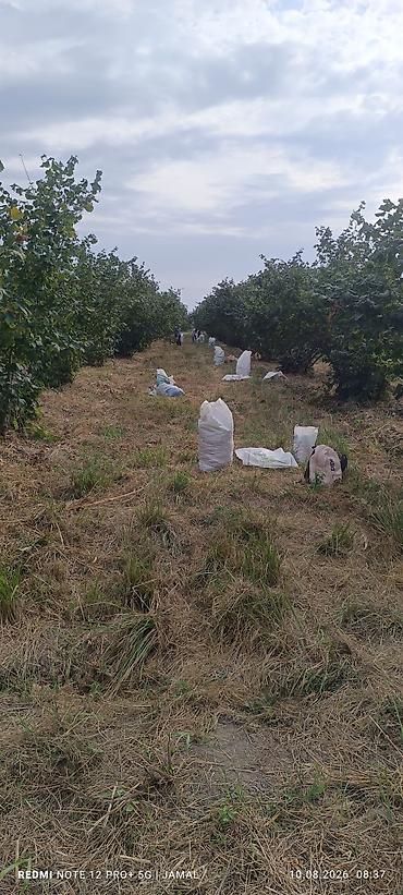 limon ağaçı: Xaçmaz rayonu, Hacıəhmədoba kəndində fındıq bağı satılır! 🌳 1500-2000 — 3