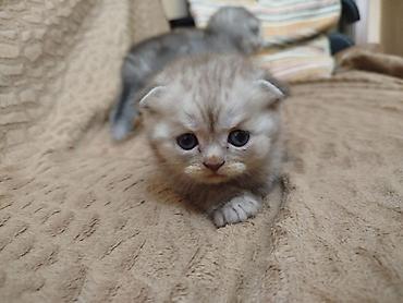 Pişiklər: Şotland yastı qulaq, Erkək, Dişi, Yaxşı əllərə, Ödənişli çatdırılma, Pulsuz çatdırılma, Ünvandan götürmə — 1