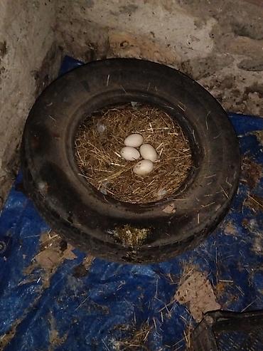 pekin ördeği: Dişi, Damazlıq, Ünvandan götürmə — 6