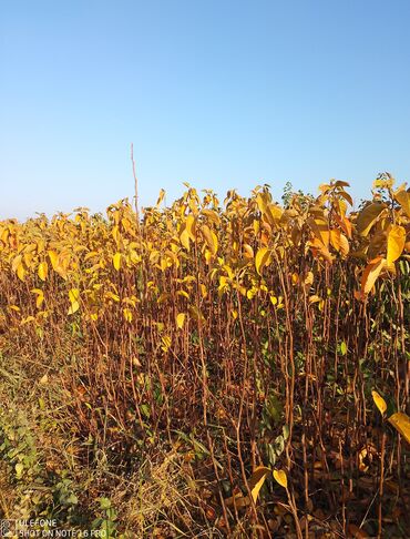 Şitillər: Meyvə tingləri satışdadır və sağlam zəmanətli sifariş verə bilərsiz -da lalafo.az — 14 Şitillər: Meyvə tingləri satışdadır və sağlam zəmanətli sifariş verə bilərsiz — 14