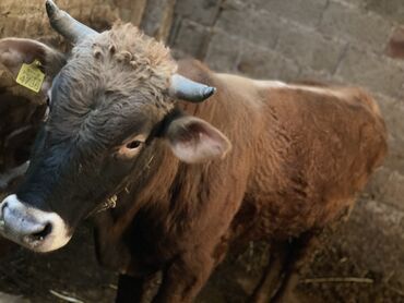 герефорд бык: Продаю | Бык (самец) | Алатауская | На откорм