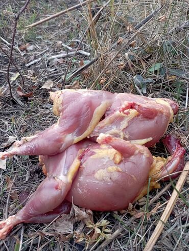 погружной насосы: Продаётся мясо кеклика клепатка свежий напишите звоните кому если надо