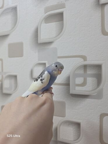 Tutuquşları: Ələ öyrədilmiş dişi bala satılır. Sumqayıt avtovağzalına çatdırılma — 8