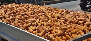хлеб на корм: Продаю кукурузу в пачатках сорт местный, (Ало Тоо) для корма лучше
