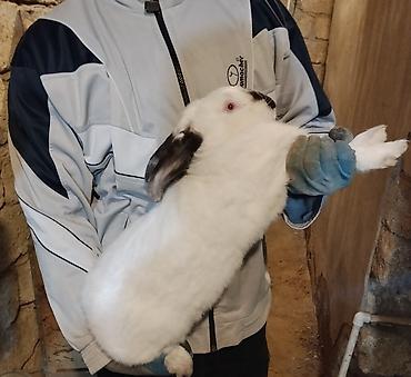 Dovşanlar: 🐇 Velikan və Kaliforniya Dovşanları Satılır Təmiz qan xəttindən olan — 9