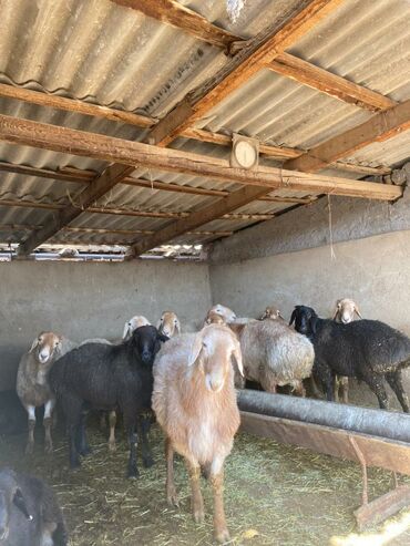 стригальная машинка для стрижки овец: Продаю | Баран (самец) | Арашан