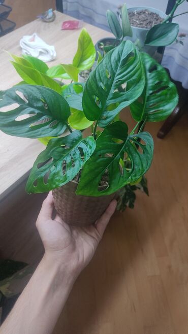 Buket güllər: Monstera adansoni böyük sort qab daxil