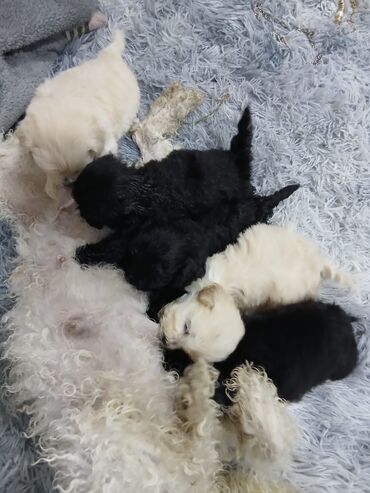 İtlər: Malta bolonka, 2 ay, Ünvandan götürmə, Pulsuz çatdırılma, Ödənişli çatdırılma — 5