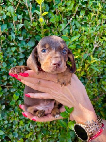 Psi: Odgajivacnica pasa "Happy Puppies" iz Novog Sada ima u ponudi stence — 3