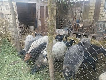 sirin pisik sekilleri: Salam olsun hamıya Ramanov qoyunları satılır hamsi saxlam super — 2