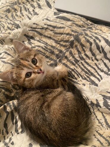 где можно купить кошку: Кошка даром: Беспородная, 3 месяца, Девочка, Приучена к лотку