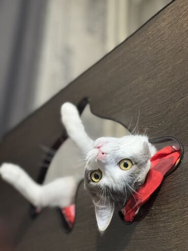 отдам щенка в хорошие руки бесплатно: Кошка даром: Беспородная, 3 года, Мальчик, Кастрирована