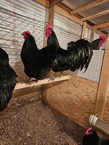 Куры, петухи: Продаю | Куры | Для разведения — 5