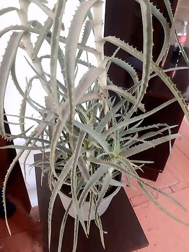 алоэ цветок: Алоэ древовидное (Aloe arborescens), крупное комнатное растение в — 4
