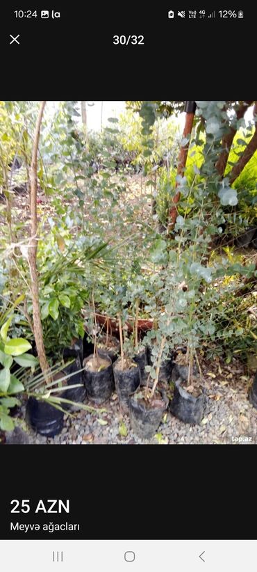 Tinglər: Müxtəlif dekorativ və meyvə ağaclarının tingləri. • Xurma-narıngi — 29