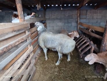 Бараны, овцы: Продаю | Баран (самец) | Для разведения | Племенные — 5