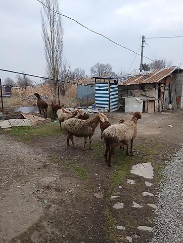 Баран, овца: Продаю | Овца (самка) | Для разведения | Матка — 4