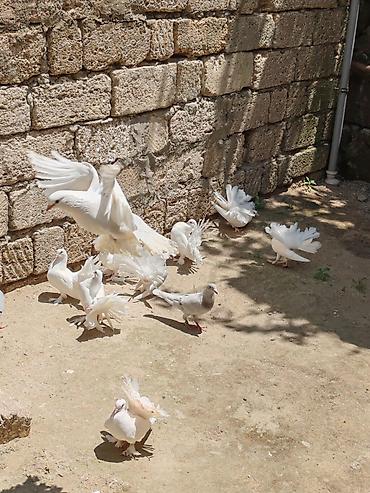 heyvan: Pavlinler satılır, 15 manat bir denesi, 12-13 ədəd heyvandır — 2