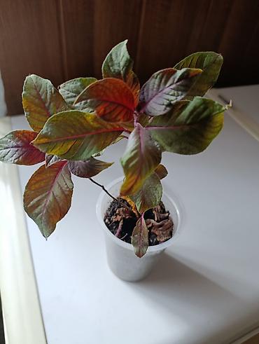 Фикусы: Комнатные растения — коллекция укоренённых саженцев и деток - Фикусы — 16