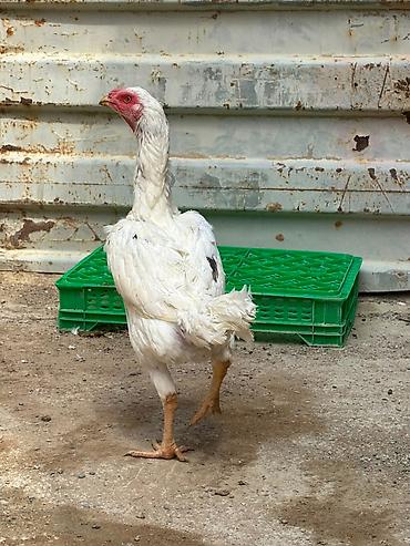 afcarka barter: Salam daş pipik cins heyratı 1 illik tam sağlam aktiv — 6
