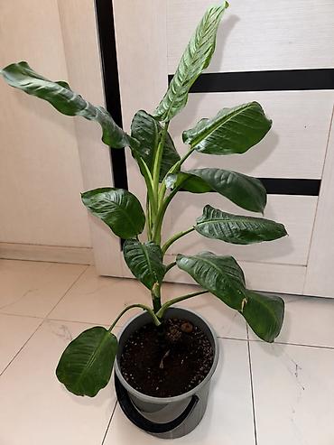 Диффенбахия (Dieffenbachia) в горшках
Большой 3500
Маленькие по 2500 at lalafo.kg Диффенбахия (Dieffenbachia) в горшках
Большой 3500
Маленькие по 2500