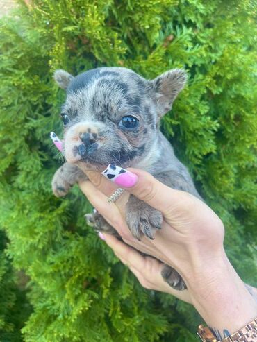 Psi: Odgajivacnica "Happy Puppies" ima u ponudi prelepe stence francuski na lalafo.rs — 3 Psi: Odgajivacnica "Happy Puppies" ima u ponudi prelepe stence francuski — 3