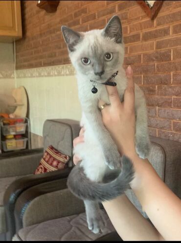 вислоухий кот купить в Азербайджан | Коты: Продается котёнок (мальчик) 3 месяца. Отец серебристый